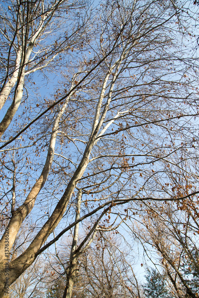 leafless tree branches against the blue sky leafless tree branches against the blue sky