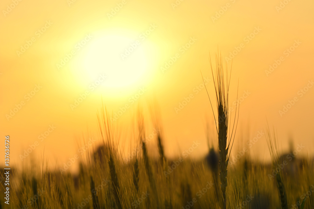 Silhouette of  Wheat Field