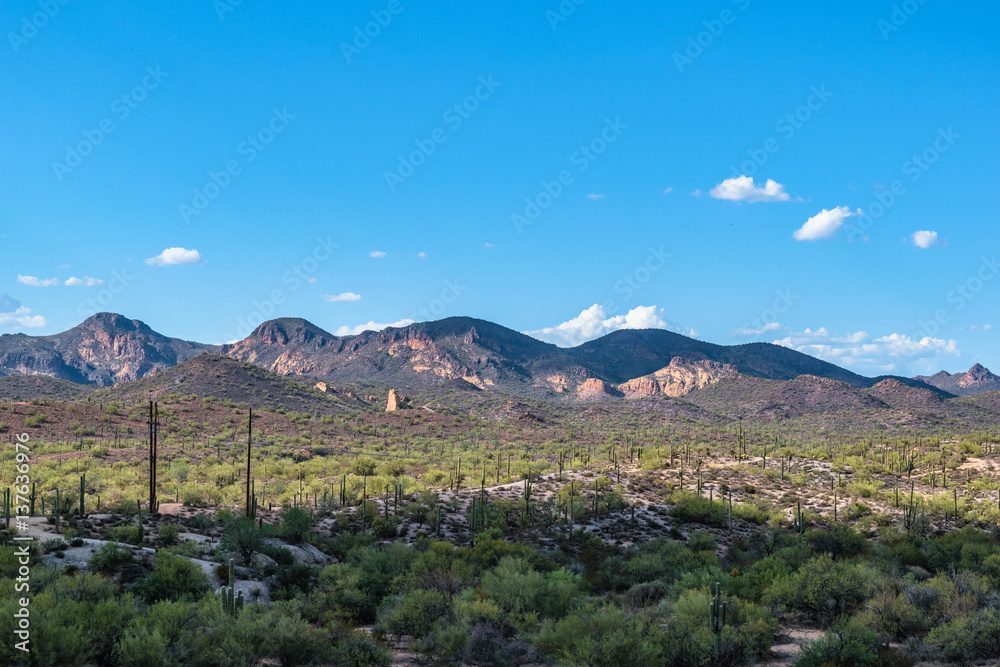 Cactus, Clouds, and Mountains in the Desert