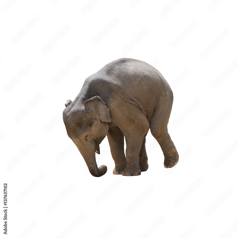 Obraz premium Elephant isolated.