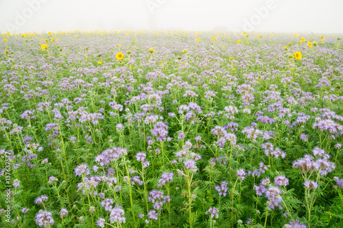 Sunflowers and Phacelia as green manure on a misty autumnal field