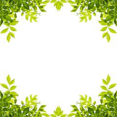 Green leaf border isolated on white background. Clipping paths included.