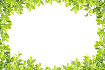 Green leaf border isolated on white background. Clipping paths included.