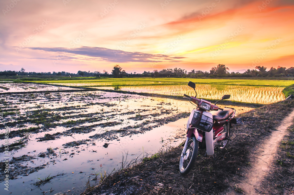 Fototapeta premium Acreage for rice farming in sunset