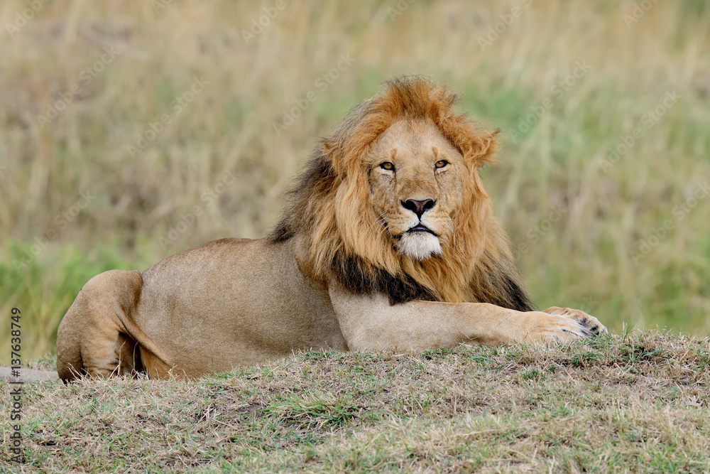 Lion in National park of Kenya