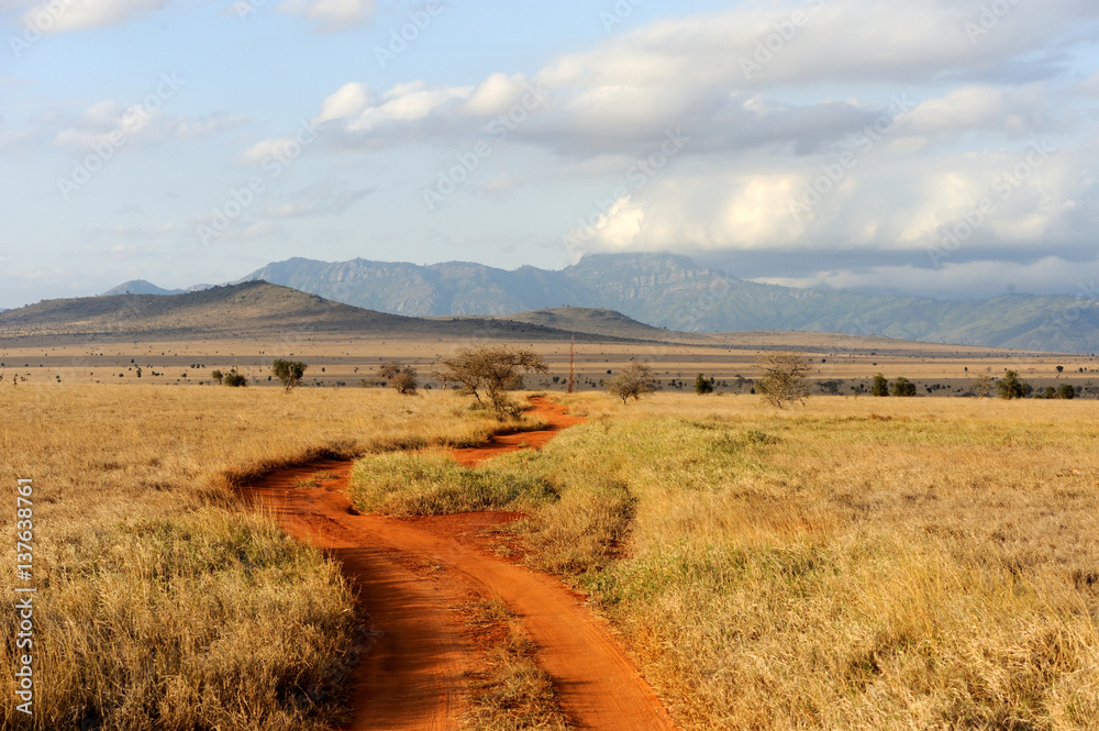 Savannah landscape in the National park in Kenya