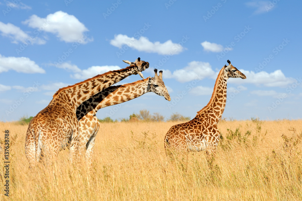 Obraz premium Giraffe in National park of Kenya