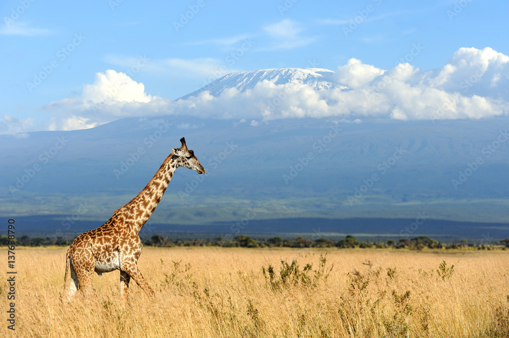 Naklejka premium Giraffe on Kilimanjaro mount background