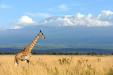 Giraffe on Kilimanjaro mount background