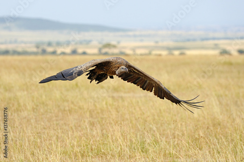 Vulture flying. Masai Mara National Park