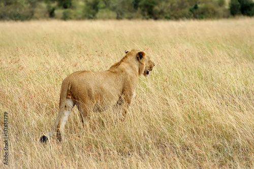 Fototapeta Naklejka Na Ścianę i Meble -  Lion in National park of Kenya