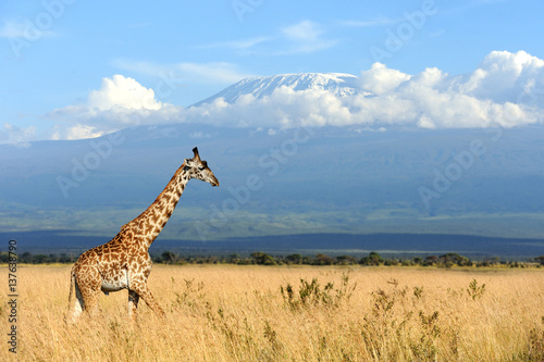 Giraffe on Kilimanjaro mount background