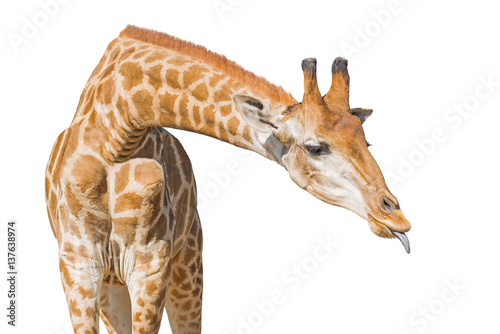 Fototapeta Naklejka Na Ścianę i Meble -  Giraffe put out tongue. Isolated on a white background. Clipping paths included