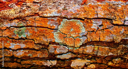 Grey tree lichens on a hornbeam bark. The pattern formed by the contours of gray lichen . texture closeup natural background.