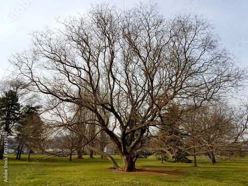 Fotografía Arbre au milliers de branches