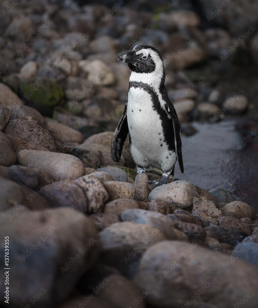 Fototapeta premium penguin