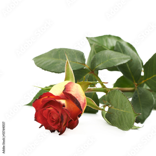 Single yellow red rose isolated