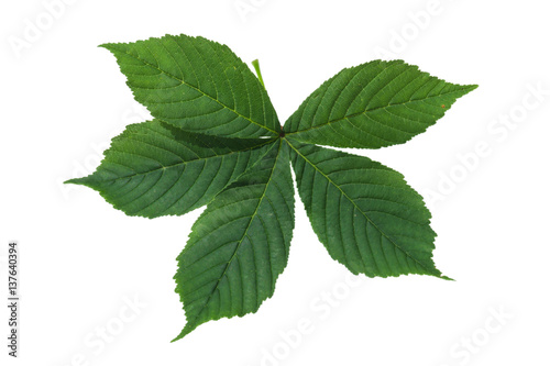 chestnut leaf