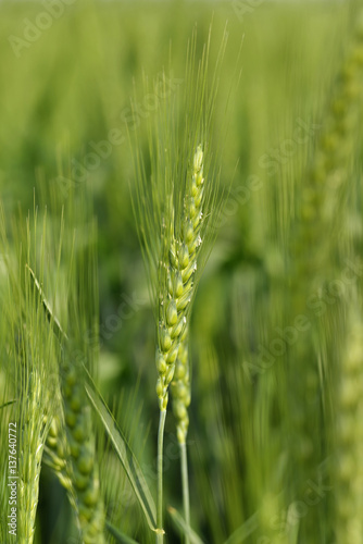 Fresh Green Wheat