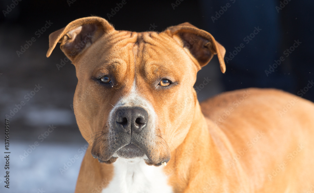 portrait of a pit bull dog