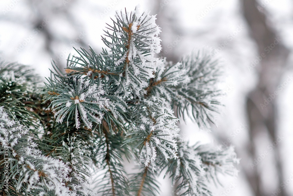 Fir tree branches covered with snow. Christmas and new year background Fir tree branches covered with snow. Christmas and new year background