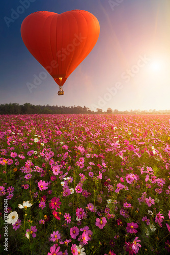 Hot air balloon over cosmos flowers with blue sky