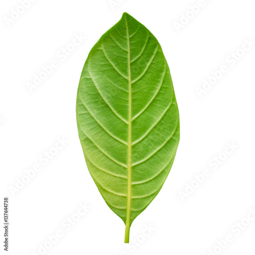 Closeup texture of fresh green leave of the tree isolated on white background with clipping path.