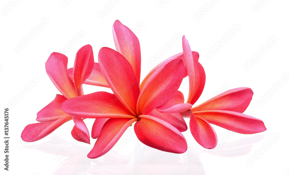 frangipani flower isolated on the white background