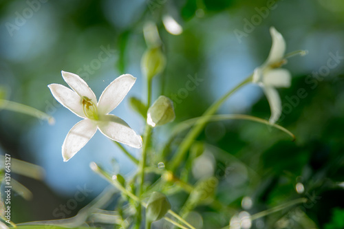 Little White Flower