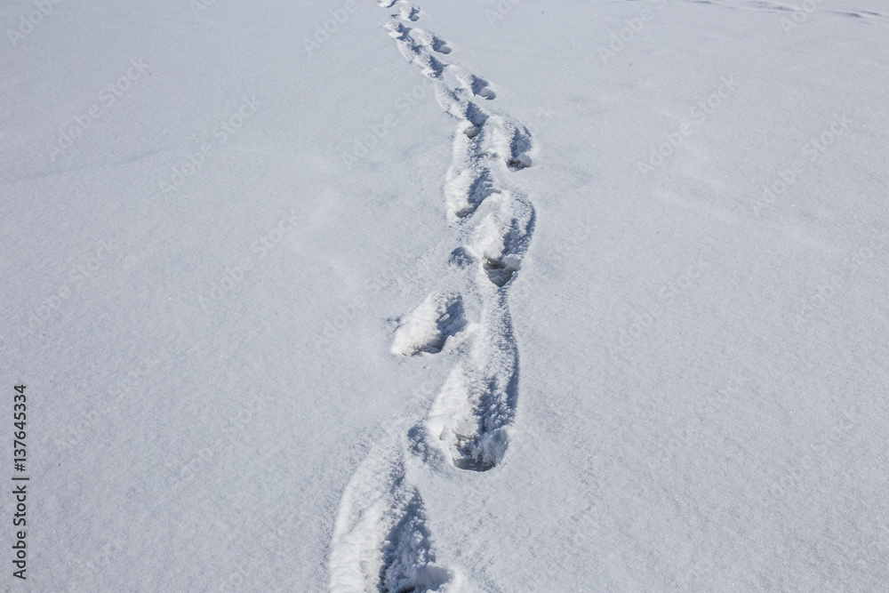 Human footprints on the snow. Winter season. Human footprints on the snow. Winter season.