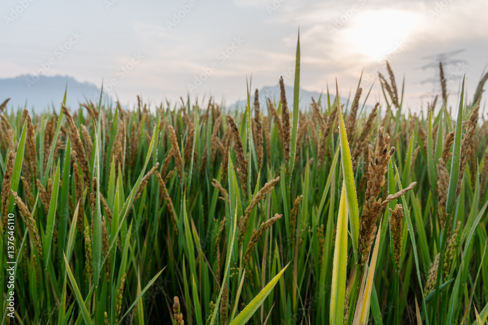 Fototapeta premium Scenic View Of Rice Field,Fresh green grass in China.