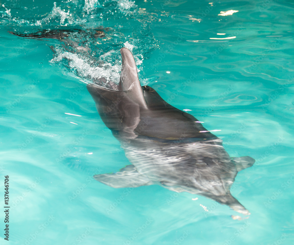 Fototapeta premium Dolphin in the pool