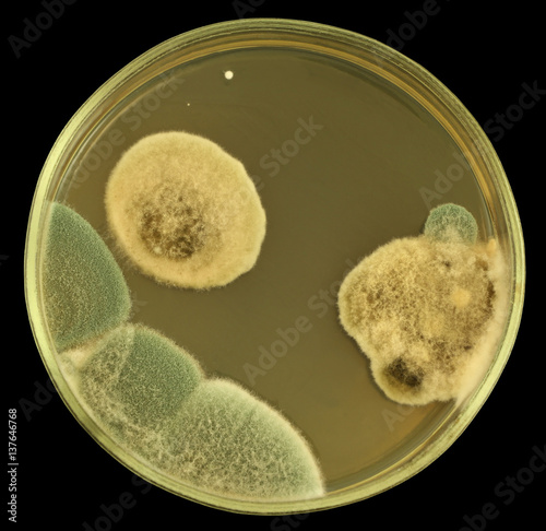 Colonies of mold from air spores and/or biologically damaged constructions on a petri dish (agar plate) manually isolated on a black background. Nutrient agar media  used.  Focus on full depth.