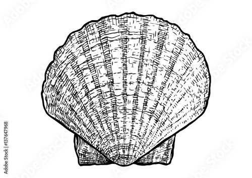 Scallops, clam, shell illustration, drawing, engraving, ink, realistic