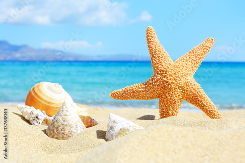 Summer beach with starfish and shells