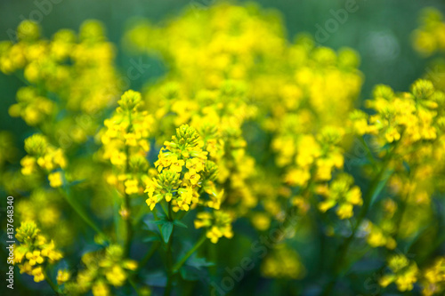 Yellow rapeseed flowers (Brassica napus)