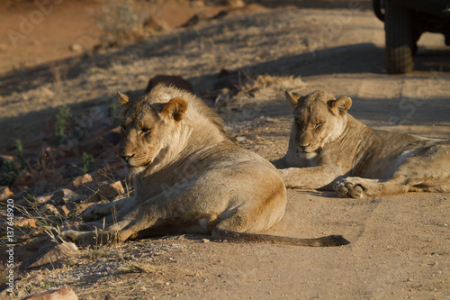 Lion, Madikwe Game Reserve