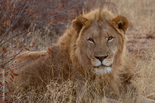 Lion  Madikwe Game Reserve