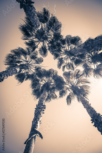 View on group of palms from bottom up