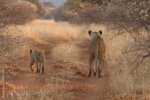 Lion  Madikwe Game Reserve