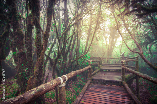 Wooden walkway in the jungle.