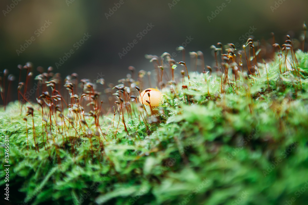 Tree fallen on the ground and covered with green moss and mushrooms blured background Tree fallen on the ground and covered with green moss and mushrooms blured background
