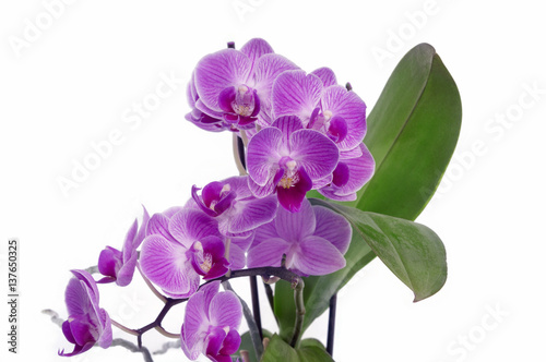 Fototapeta Naklejka Na Ścianę i Meble -  Orchidee.