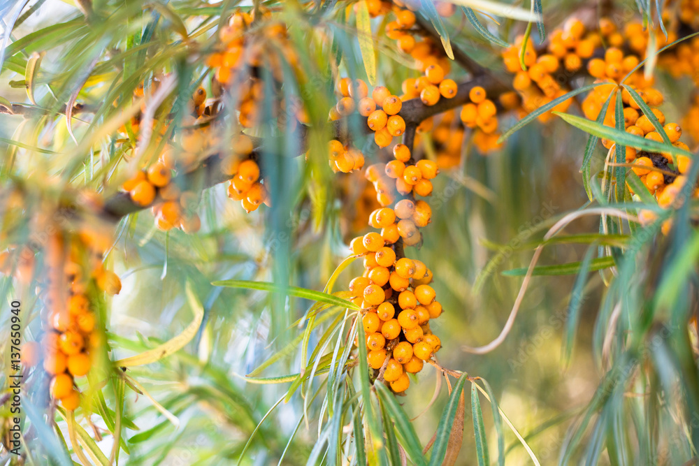 See-buckthorn berries