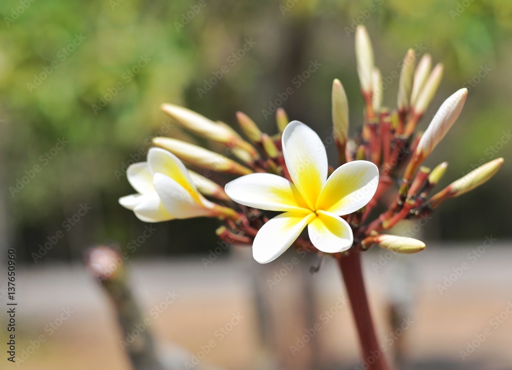 Plumeria flower on the Plumeria tree.