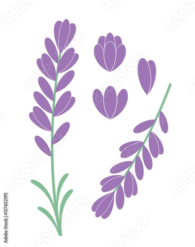 Fototapeta Naklejka Na Ścianę i Meble -  Lavender Flower