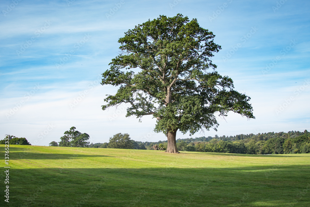 Landscape In United Kingdom