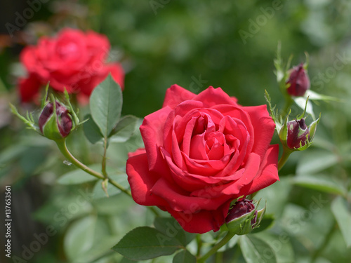 The rose flower .