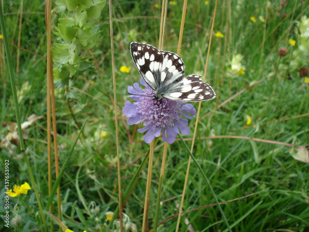 Demi-deuil butinant une scabieuse en prairie Demi-deuil butinant une scabieuse en prairie