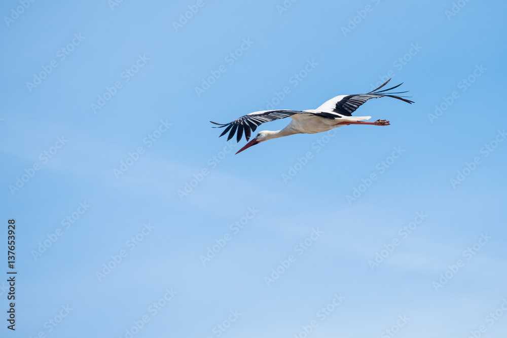 Obraz premium Young Stork in flight